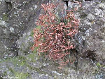 Slezink severn - Asplenium septentrionale (L.) Hoffm.