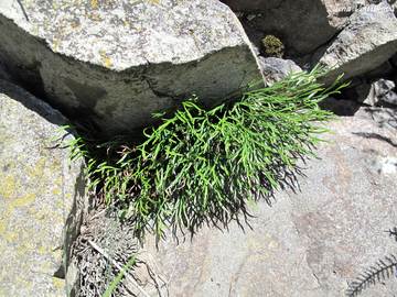 Slezink severn - Asplenium septentrionale (L.) Hoffm.