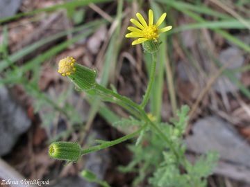 Fotogalerie: Starek lepkav - Senecio viscosus L.