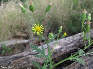 Starek lepkav - Senecio viscosus L.