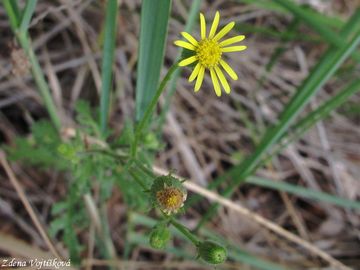 Starek lepkav - Senecio viscosus L.