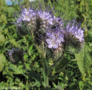 Fotogalerie: Svazenka vratiolist - Phacelia tanacetifolia Bentham
