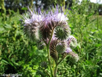 Svazenka vratiolist - Phacelia tanacetifolia Bentham