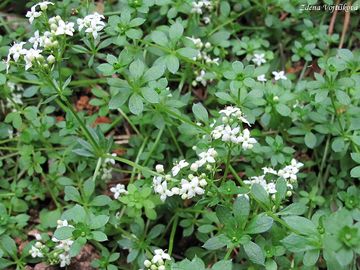 Fotogalerie: Svzel hercynsk - Galium saxatile L.