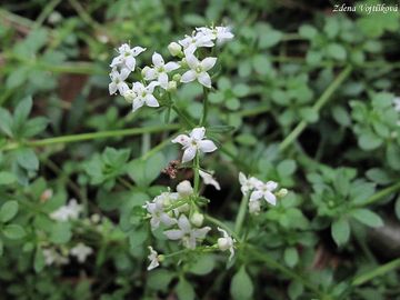 Svzel hercynsk - Galium saxatile L.
