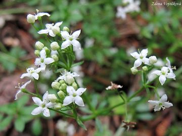 Svzel hercynsk - Galium saxatile L.