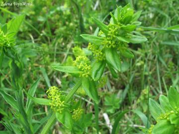 Fotogalerie: Svzelka chlupat - Cruciata laevipes Opiz
