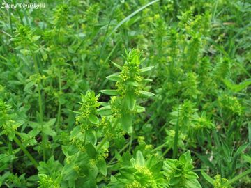 Svzelka chlupat - Cruciata laevipes Opiz