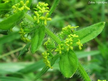 Svzelka chlupat - Cruciata laevipes Opiz