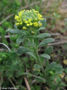 Fotogalerie: Tainka kalin - Alyssum alyssoides (L.) L.