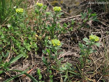Tainka kalin - Alyssum alyssoides (L.) L.