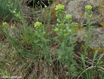Tainka kalin - Alyssum alyssoides (L.) L.