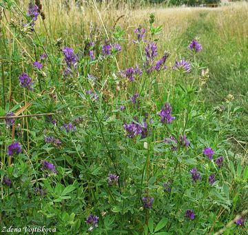 Tolice vojtka - Medicago sativa L.