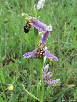 Fotogalerie: Toi velonosn - Ophrys apifera Huds.