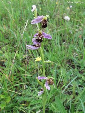 Toi velonosn - Ophrys apifera Huds.