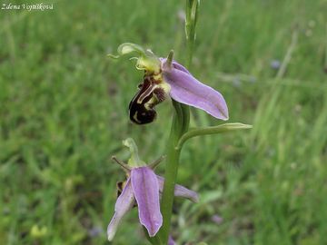 Toi velonosn - Ophrys apifera Huds.