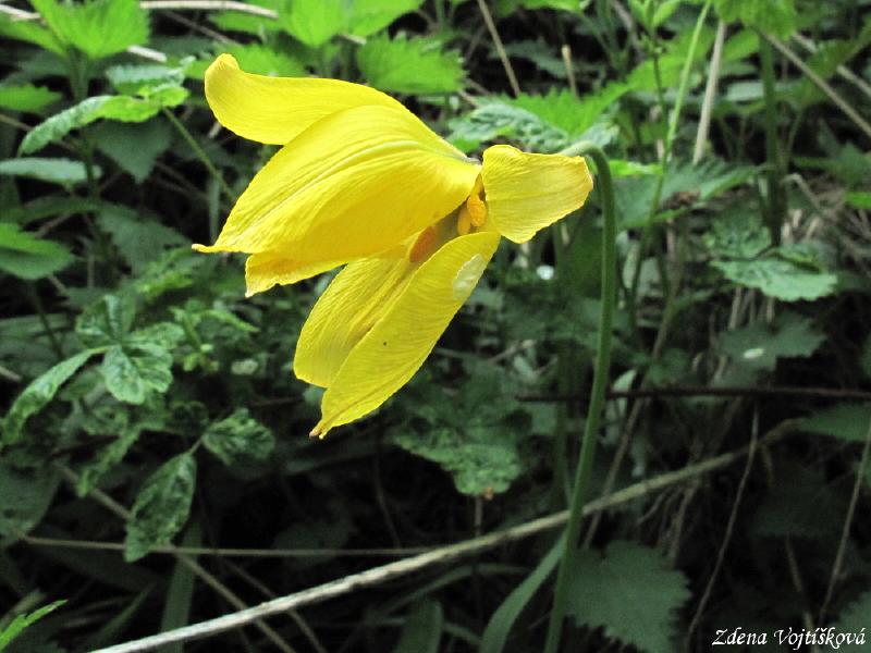 Tulipn plan (tulipn lesn)_01