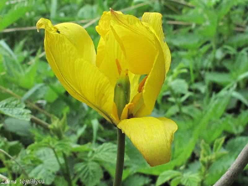 Tulipn plan (tulipn lesn)_02