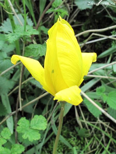 Tulipn plan (tulipn lesn)_03