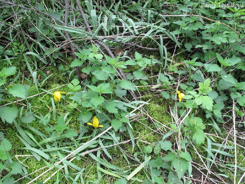 Tulipn plan (tulipn lesn)_04