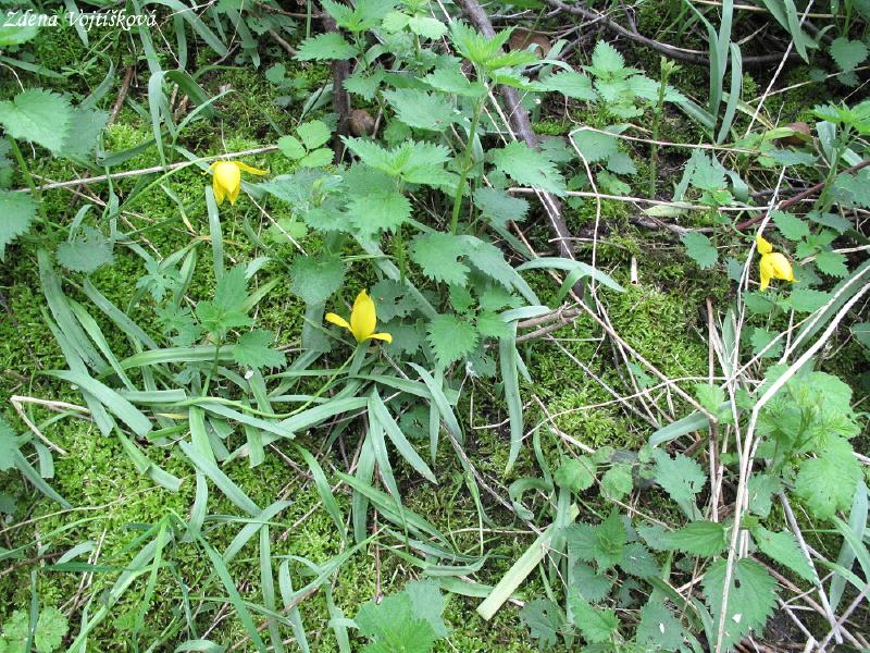 Tulipn plan (tulipn lesn)_05