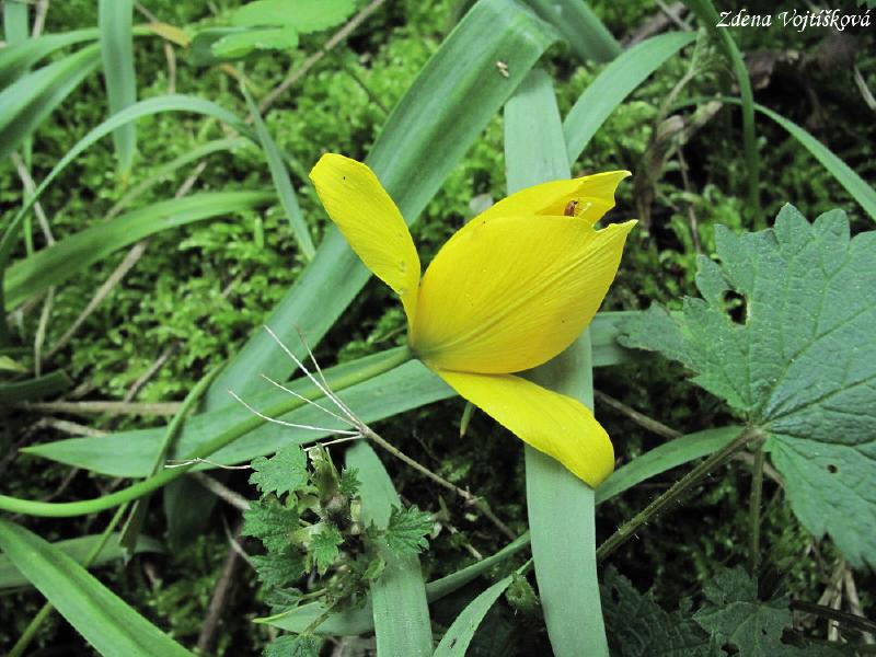 Tulipn plan (tulipn lesn)_07