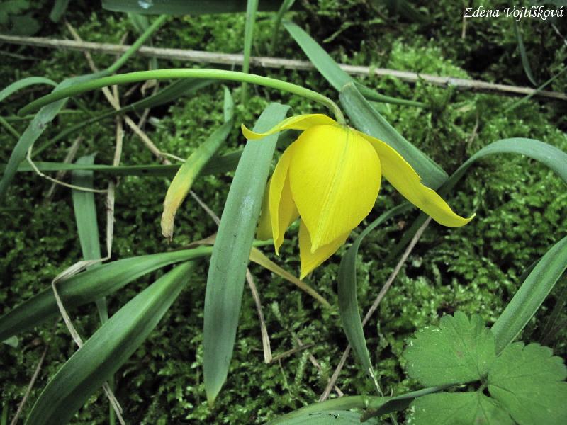 Tulipn plan (tulipn lesn)_08