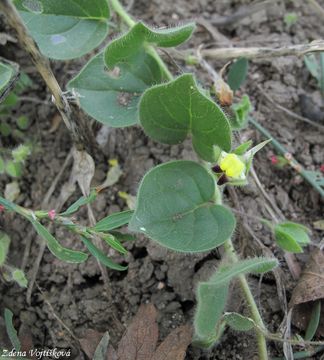 porek pochybn - Kickxia spuria (L.) Dumort.