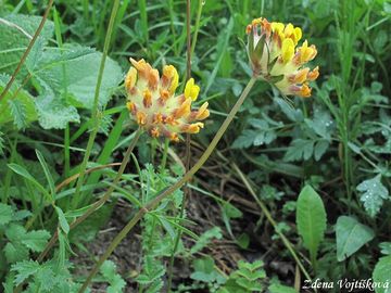 ronk bolhoj - Anthyllis vulneraria L