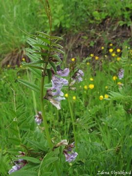 Vikev plotn - Vicia sepium L.