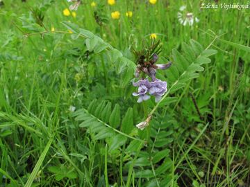 Vikev plotn - Vicia sepium L.