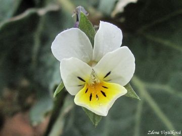 Fotogalerie: Violka roln - Viola arvensis Murray