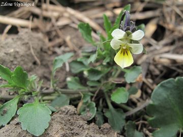 Violka roln - Viola arvensis Murray
