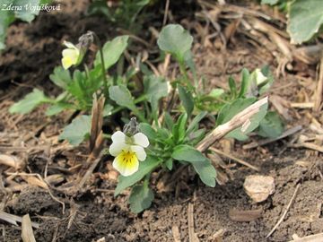 Violka roln - Viola arvensis Murray