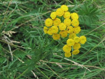 Fotogalerie: Vrati obecn - Tanacetum vulgare L.