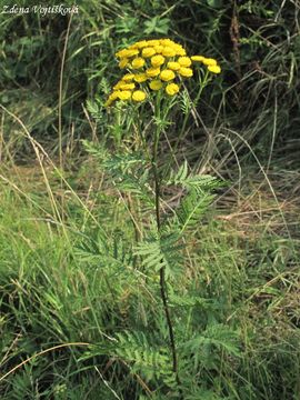 Vrati obecn - Tanacetum vulgare L.