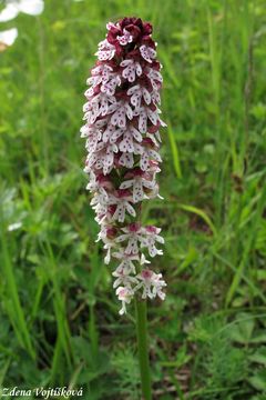 Fotogalerie: Vstava osmahl - Orchis ustulata L.