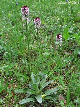 Vstava osmahl - Orchis ustulata L.