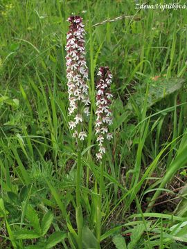 Vstava osmahl - Orchis ustulata L.