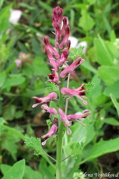 Fotogalerie: Zemdm lkask - Fumaria officinalis L.