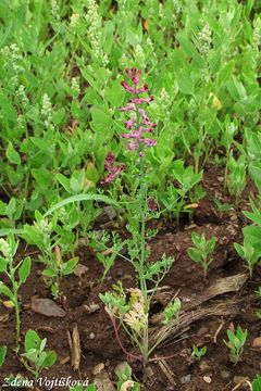 Zemdm lkask - Fumaria officinalis L.