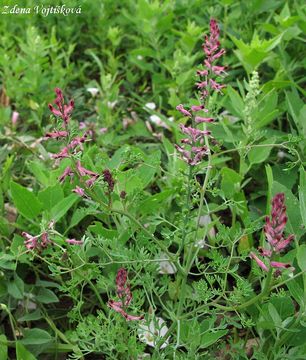 Zemdm lkask - Fumaria officinalis L.