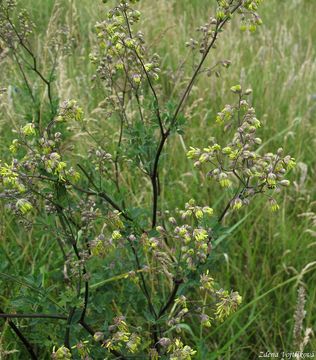 Fotogalerie: luucha men - Thalictrum minus L. subsp. majus (Crantz) Hooker fil.