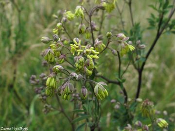 luucha men - Thalictrum minus L. subsp. majus (Crantz) Hooker fil.