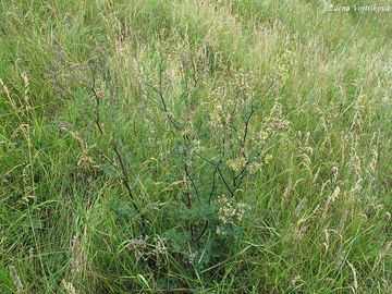 luucha men - Thalictrum minus L. subsp. majus (Crantz) Hooker fil.