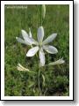 belozarka-liliovita_01.jpg