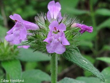 Fotogalerie: Klinopd obecn (Marulka klinopd)