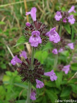 Klinopd obecn (Marulka klinopd)