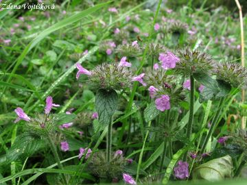 Klinopd obecn (Marulka klinopd)