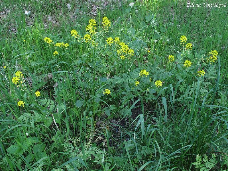 Barborka obecn_06